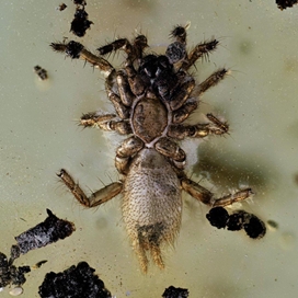 Araneae (Arachnida)