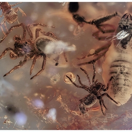 Araneae and Pseudoscorpions