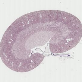 Niere / Kidney